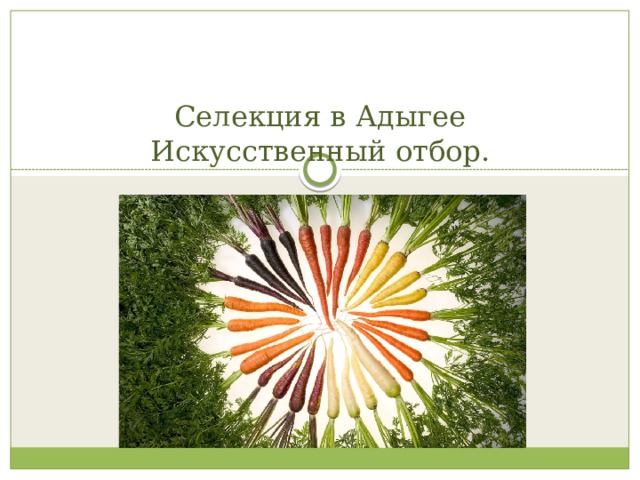   Селекция в Адыгее  Искусственный отбор. 