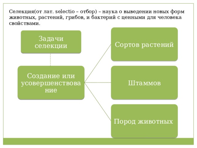 Селекция(от лат. selectio – отбор) – наука о выведении новых форм животных, растений, грибов, и бактерий с ценными для человека свойствами. Сортов растений Задачи селекции Создание или усовершенствование Штаммов Пород животных 