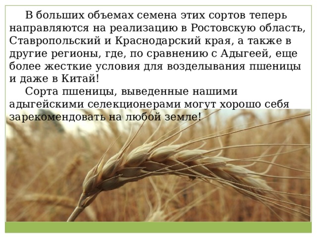  В больших объемах семена этих сортов теперь направляются на реализацию в Ростовскую область, Ставропольский и Краснодарский края, а также в другие регионы, где, по сравнению с Адыгеей, еще более жесткие условия для возделывания пшеницы и даже в Китай!  Сорта пшеницы, выведенные нашими адыгейскими селекционерами могут хорошо себя зарекомендовать на любой земле! 