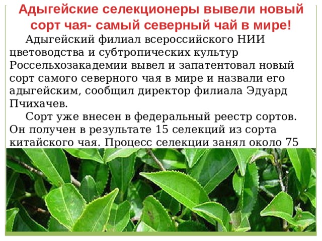Адыгейские селекционеры вывели новый сорт чая- самый северный чай в мире!  Адыгейский филиал всероссийского НИИ цветоводства и субтропических культур Россельхозакадемии вывел и запатентовал новый сорт самого северного чая в мире и назвали его адыгейским, сообщил директор филиала Эдуард Пчихачев.  Сорт уже внесен в федеральный реестр сортов. Он получен в результате 15 селекций из сорта китайского чая. Процесс селекции занял около 75 лет!  
