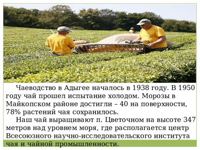  Чаеводство в Адыгее началось в 1938 году. В 1950 году чай прошел испытание холодом. Морозы в Майкопском районе достигли – 40 на поверхности, 78% растений чая сохранилось.  Наш чай выращивают п. Цветочном на высоте 347 метров над уровнем моря, где располагается центр Всесоюзного научно-исследовательского института чая и чайной промышленности. 