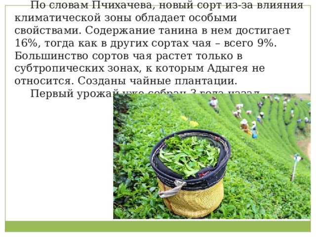  По словам Пчихачева, новый сорт из-за влияния климатической зоны обладает особыми свойствами. Содержание танина в нем достигает 16%, тогда как в других сортах чая – всего 9%. Большинство сортов чая растет только в субтропических зонах, к которым Адыгея не относится. Созданы чайные плантации.  Первый урожай уже собран 3 года назад 