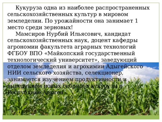  Кукуруза одна из наиболее распространенных сельскохозяйственных культур в мировом земледелии. По урожайности она занимает 1 место среди зерновых!  Мамсиров Нурбий Ильясович, кандидат сельскохозяйственных наук, доцент кафедры агрономии факультета аграрных технологий ФГБОУ ВПО «Майкопский государственный технологический университет», заведующий отделом земледелия и агрохимии Адыгейского НИИ сельского хозяйства, селекционер, занимается изучением продуктивности и выведением новых гибридов кукурузы в Республике Адыгея. 