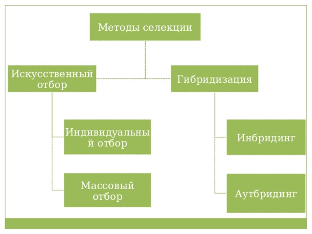 Методы селекции Искусственный отбор Гибридизация Индивидуальный отбор Инбридинг Массовый отбор Аутбридинг 