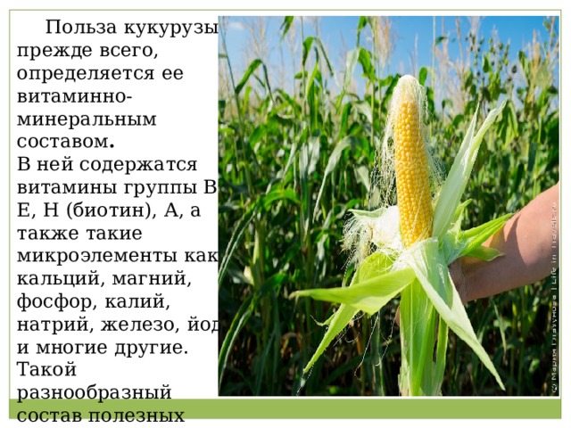  Польза кукурузы, прежде всего, определяется ее витаминно-минеральным составом .   В ней содержатся витамины группы В, Е, Н (биотин), А, а также такие микроэлементы как кальций, магний, фосфор, калий, натрий, железо, йод и многие другие. Такой разнообразный состав полезных веществ редко где встретишь. 