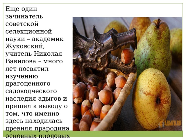 Еще один зачинатель советской селекционной науки – академик Жуковский, учитель Николая Вавилова – много лет посвятил изучению драгоценного садоводческого наследия адыгов и пришел к выводу о том, что именно здесь находилась древняя прародина основных плодовых культур всей Евразии. 