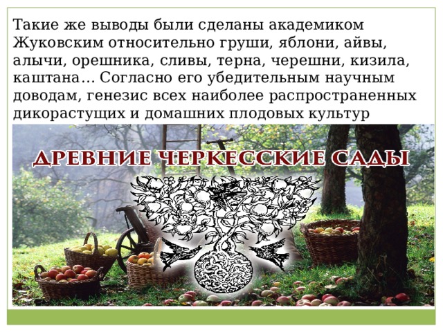 Такие же выводы были сделаны академиком Жуковским относительно груши, яблони, айвы, алычи, орешника, сливы, терна, черешни, кизила, каштана… Согласно его убедительным научным доводам, генезис всех наиболее распространенных дикорастущих и домашних плодовых культур Евразии происходил именно с Кавказа. 