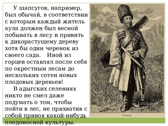  У шапсугов, например, был обычай, в соответствии с которым каждый житель аула должен был весной побывать в лесу и привить к дикорастущему дереву хотя бы один черенок из своего сада.  Иной из горцев оставлял после себя по окрестным лесам до нескольких сотен новых плодовых деревьев!  В адыгских селениях никто не смел даже подумать о том, чтобы пойти в лес, не прихватив с собой привоя какой-нибудь плодоносной культуры. 