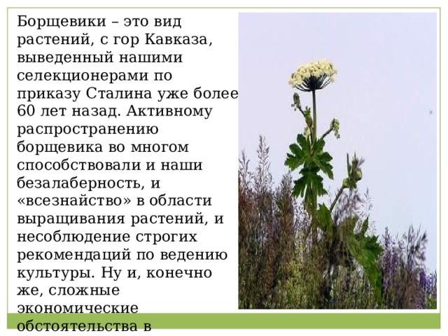 Борщевики – это вид растений, с гор Кавказа, выведенный нашими селекционерами по приказу Сталина уже более 60 лет назад. Активному распространению борщевика во многом способствовали и наши безалаберность, и «всезнайство» в области выращивания растений, и несоблюдение строгих рекомендаций по ведению культуры. Ну и, конечно же, сложные экономические обстоятельства в землепользовании с середины 90-х годов ХХ века. 