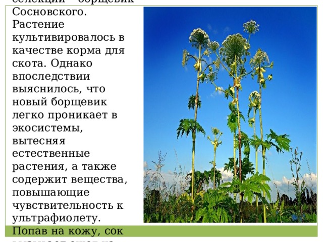 Неудачный опыт селекции – борщевик Сосновского. Растение культивировалось в качестве корма для скота. Однако впоследствии выяснилось, что новый борщевик легко проникает в экосистемы, вытесняя естественные растения, а также содержит вещества, повышающие чувствительность к ультрафиолету. Попав на кожу, сок вызывает ожог на солнце. 