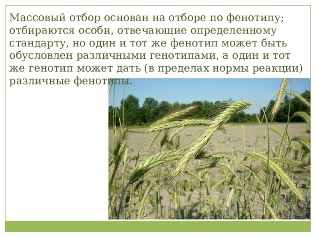 Массовый отбор основан на отборе по фенотипу; отбираются особи, отвечающие определенному стандарту, но один и тот же фенотип может быть обусловлен различными генотипами, а один и тот же генотип может дать (в пределах нормы реакции) различные фенотипы. 