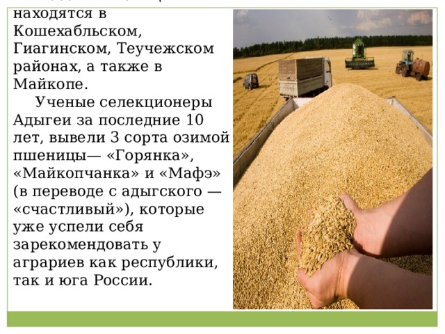  Посевы пшеницы находятся в Кошехабльском, Гиагинском, Теучежском районах, а также в Майкопе.  Ученые селекционеры Адыгеи за последние 10 лет, вывели 3 сорта озимой пшеницы— «Горянка», «Майкопчанка» и «Мафэ» (в переводе с адыгского — «счастливый»), которые уже успели себя зарекомендовать у аграриев как республики, так и юга России. 