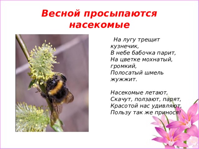 Весной просыпаются насекомые  На лугу трещит кузнечик,  В небе бабочка парит,  На цветке мохнатый, громкий,  Полосатый шмель жужжит.   Насекомые летают,  Скачут, ползают, парят,  Красотой нас удивляют,  Пользу так же принося!   