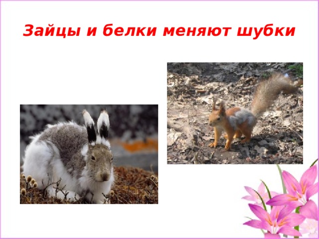 Зайцы и белки меняют шубки 