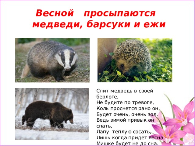 Весной просыпаются медведи, барсуки и ежи Спит медведь в своей берлоге, Не будите по тревоге, Коль проснется рано он, Будет очень, очень зол. Ведь зимой привык он спать, Лапу  теплую сосать, Лишь когда придет весна, Мишке будет не до сна. 