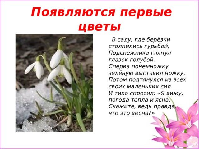  Появляются первые цветы  В саду, где берёзки столпились гурьбой,  Подснежника глянул глазок голубой.  Сперва понемножку зелёную выставил ножку,  Потом подтянулся из всех своих маленьких сил  И тихо спросил: «Я вижу, погода тепла и ясна.  Скажите, ведь правда, что это весна?» 
