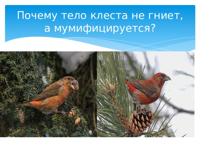Почему тело клеста не гниет, а мумифицируется? 