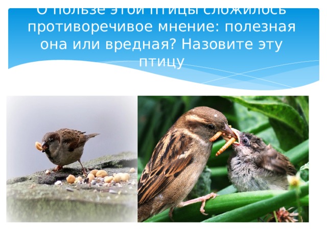 О пользе этой птицы сложилось противоречивое мнение: полезная она или вредная? Назовите эту птицу 