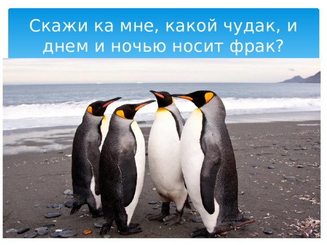 Скажи ка мне, какой чудак, и днем и ночью носит фрак? 