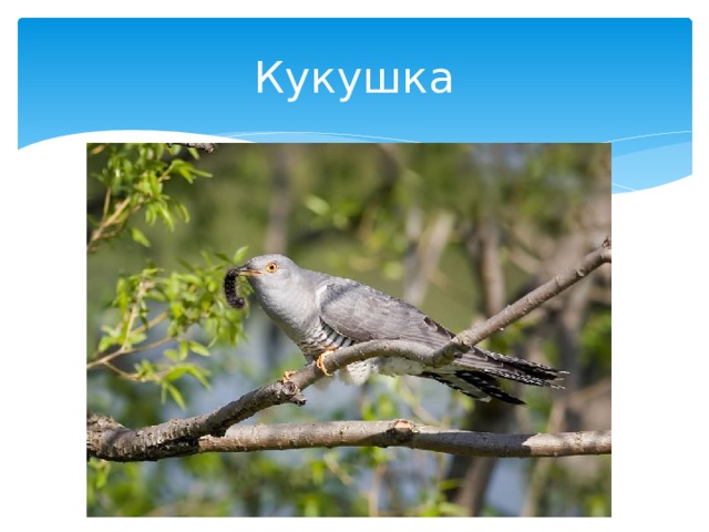 Кукушка 