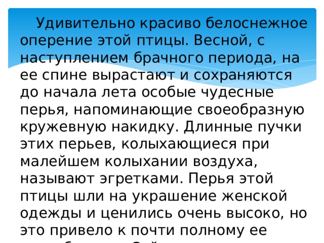  Удивительно красиво белоснежное оперение этой птицы. Весной, с наступлением брачного периода, на ее спине вырастают и сохраняются до начала лета особые чудесные перья, напоминающие своеобразную кружевную накидку. Длинные пучки этих перьев, колыхающиеся при малейшем колыхании воздуха, называют эгретками. Перья этой птицы шли на украшение женской одежды и ценились очень высоко, но это привело к почти полному ее истреблению. Сейчас охота на эту птицу запрещена. Назовите ее. 