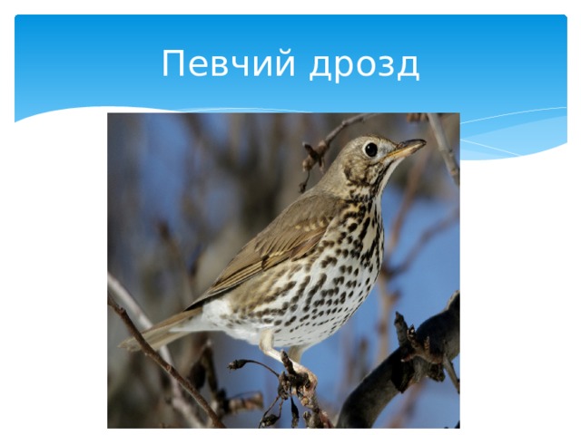 Певчий дрозд 