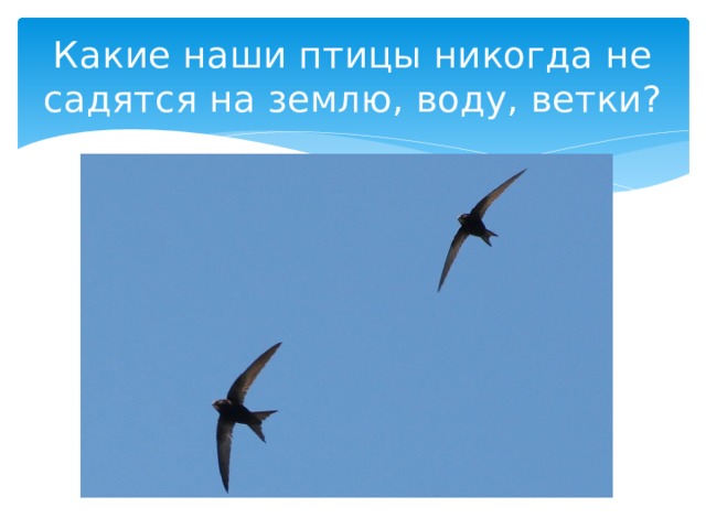Какие наши птицы никогда не садятся на землю, воду, ветки? 