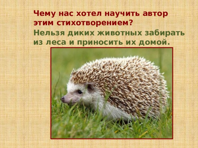 Чему нас хотел научить автор этим стихотворением? Нельзя диких животных забирать из леса и приносить их домой. 