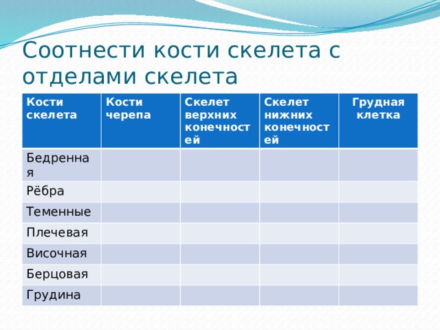 Соотнести кости скелета с отделами скелета Кости скелета Кости черепа Бедренная Скелет верхних конечностей Рёбра Скелет нижних конечностей Теменные Грудная клетка Плечевая Височная Берцовая Грудина 