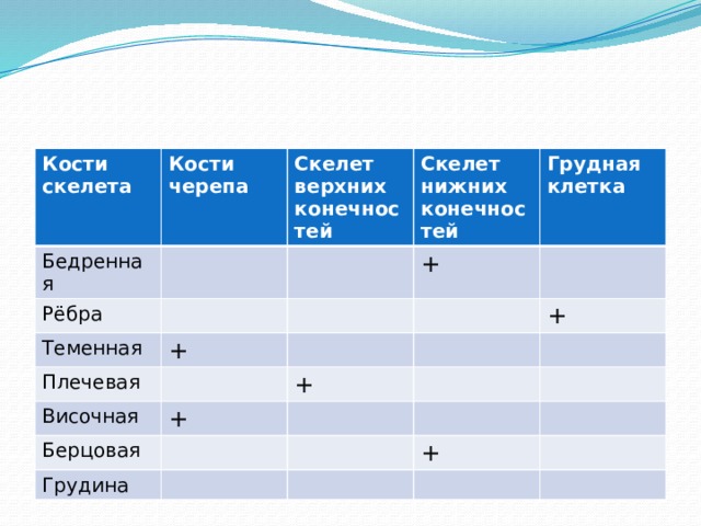 Кости скелета Кости черепа Бедренная Скелет верхних конечностей Рёбра Скелет нижних конечностей Теменная Грудная клетка + + Плечевая Височная Берцовая + + + Грудина + 