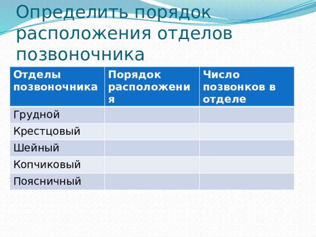 Определить порядок расположения отделов позвоночника Отделы позвоночника Порядок расположения Грудной Число позвонков в отделе Крестцовый Шейный Копчиковый Поясничный 