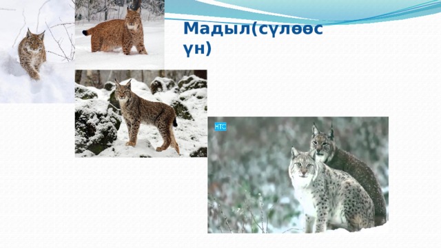 Мадыл(сүлөөсүн) 