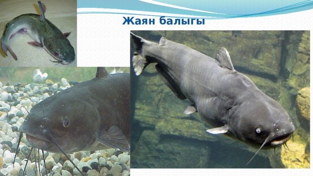  Жаян балыгы 