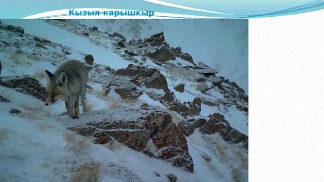  Кызыл карышкыр 