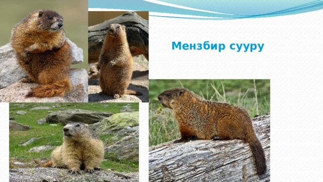  Мензбир сууру 