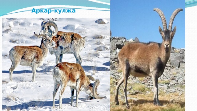  Аркар-кулжа 