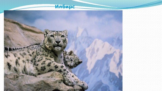  Илбирс 