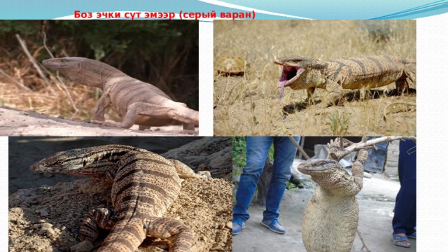 Боз эчки сүт эмээр (серый варан) 