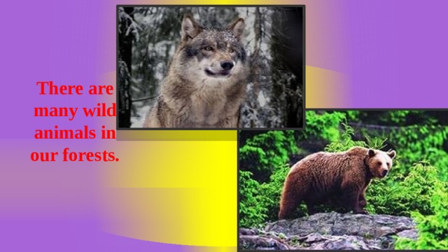 There are many wild animals in our forests.  