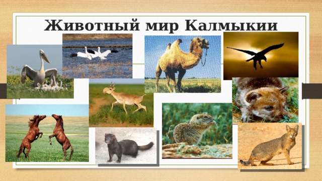 Животный мир Калмыкии 