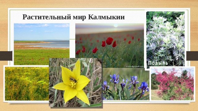 Растительный мир Калмыкии 
