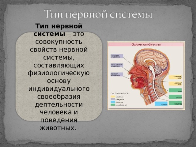 Тип нервной системы – это совокупность свойств нервной системы, составляющих физиологическую основу индивидуального своеобразия деятельности человека и поведения животных. 