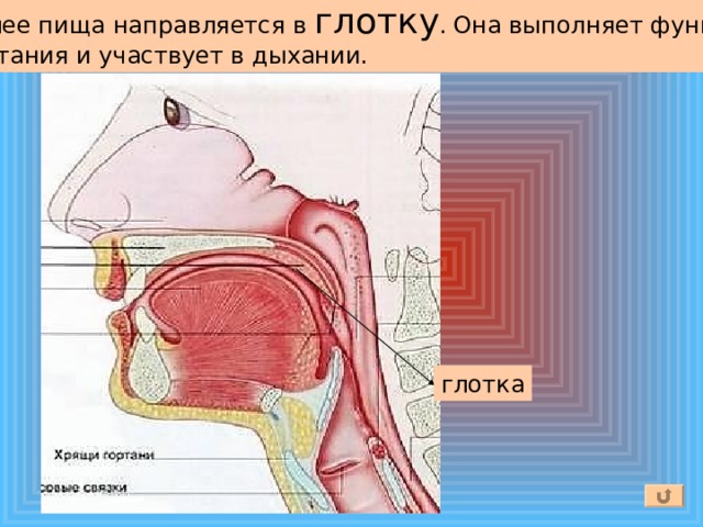 Далее пища направляется в глотку .  Она выполняет функцию глотания и участвует в дыхании. глотка 