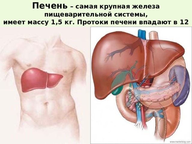 Печень – самая крупная железа пищеварительной системы, имеет массу 1,5 кг. Протоки печени впадают в 12 – перстную кишку. Принимает участие в расщеплении жиров. 