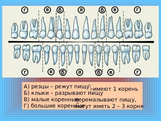 А) резцы – режут пищу Б) клыки – разрывают пищу В) малые коренные Г) большие коренные имеют 1 корень перемалывают пищу, могут иметь 2 – 3 корня 