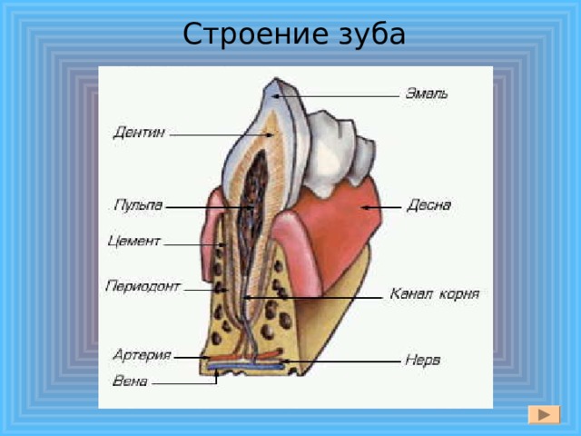 Строение зуба 