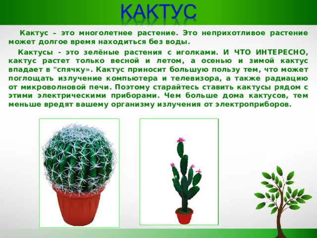   Кактус – это многолетнее растение. Это неприхотливое растение может долгое время находиться без воды.  Кактусы - это зелёные растения с иголками. И ЧТО ИНТЕРЕСНО, кактус растет только весной и летом, а осенью и зимой кактус впадает в 