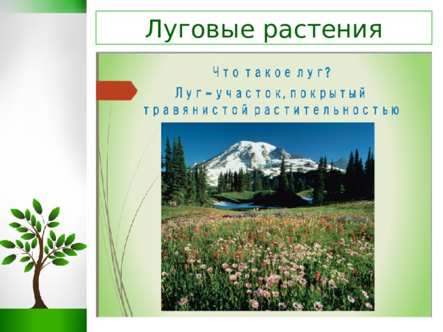 Луговые растения  