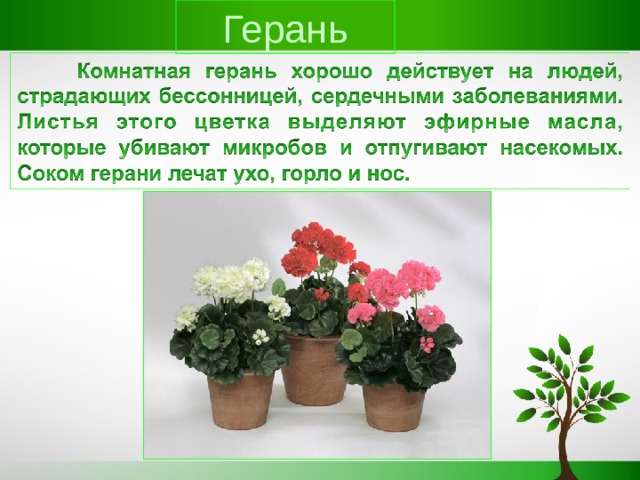 Герань 
