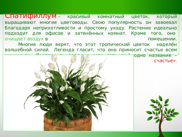   Спатифиллум   – красивый комнатный цветок, который выращивают многие цветоводы. Свою популярность он завоевал благодаря неприхотливости и простому уходу. Растение идеально подходит для офисов и затенённых комнат. Кроме того, оно  очищает воздух  в помещении.  Многие люди верят, что этот тропический цветок наделён волшебной силой.  Легенда гласит, что оно приносит счастье всем женщинам. Поэтому в народе у него есть ещё одно название – «Женское счастье».   